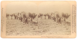 “Plantation Negroes Carrying Rice in South Carolina, U.S.A.” [stereoview caption title]