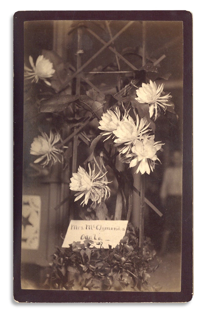 [3733180] Ca. 1890–1895 Ocala, Marion County, Florida photograph by C.H. Colby showing a night-blooming Cereus taken with flashlight. d. 1895 Charles Harrison Colby.